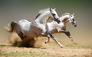 two white horse running on brown dirt soil